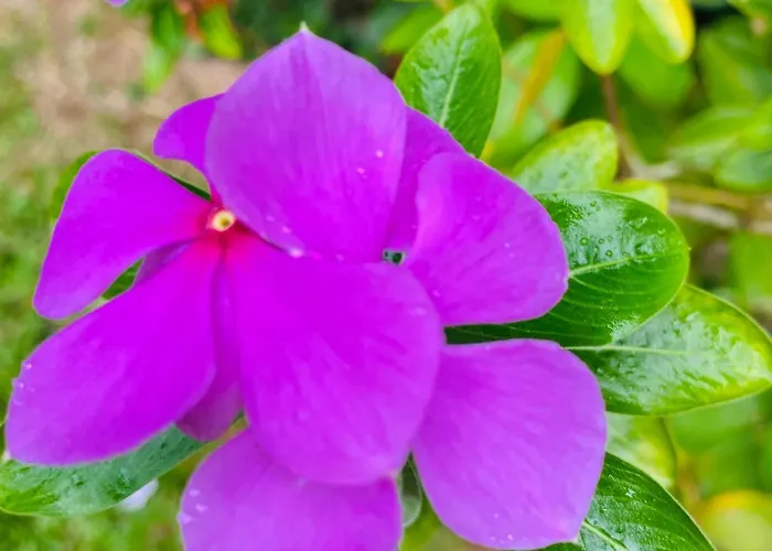 La Nature